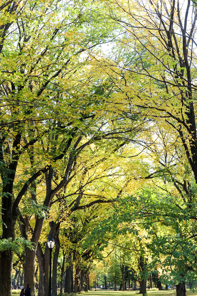 autumn in central park-9496