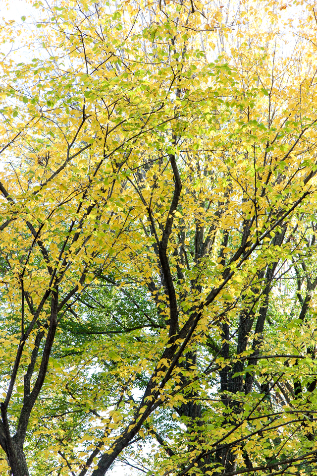 autumn in central park-9499