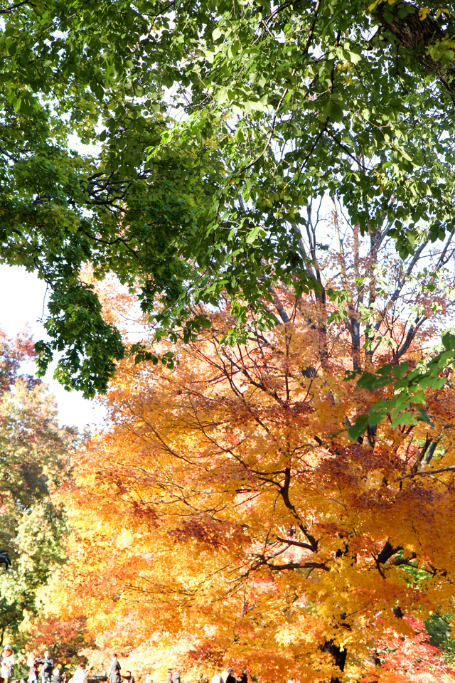 autumn in central park-9500