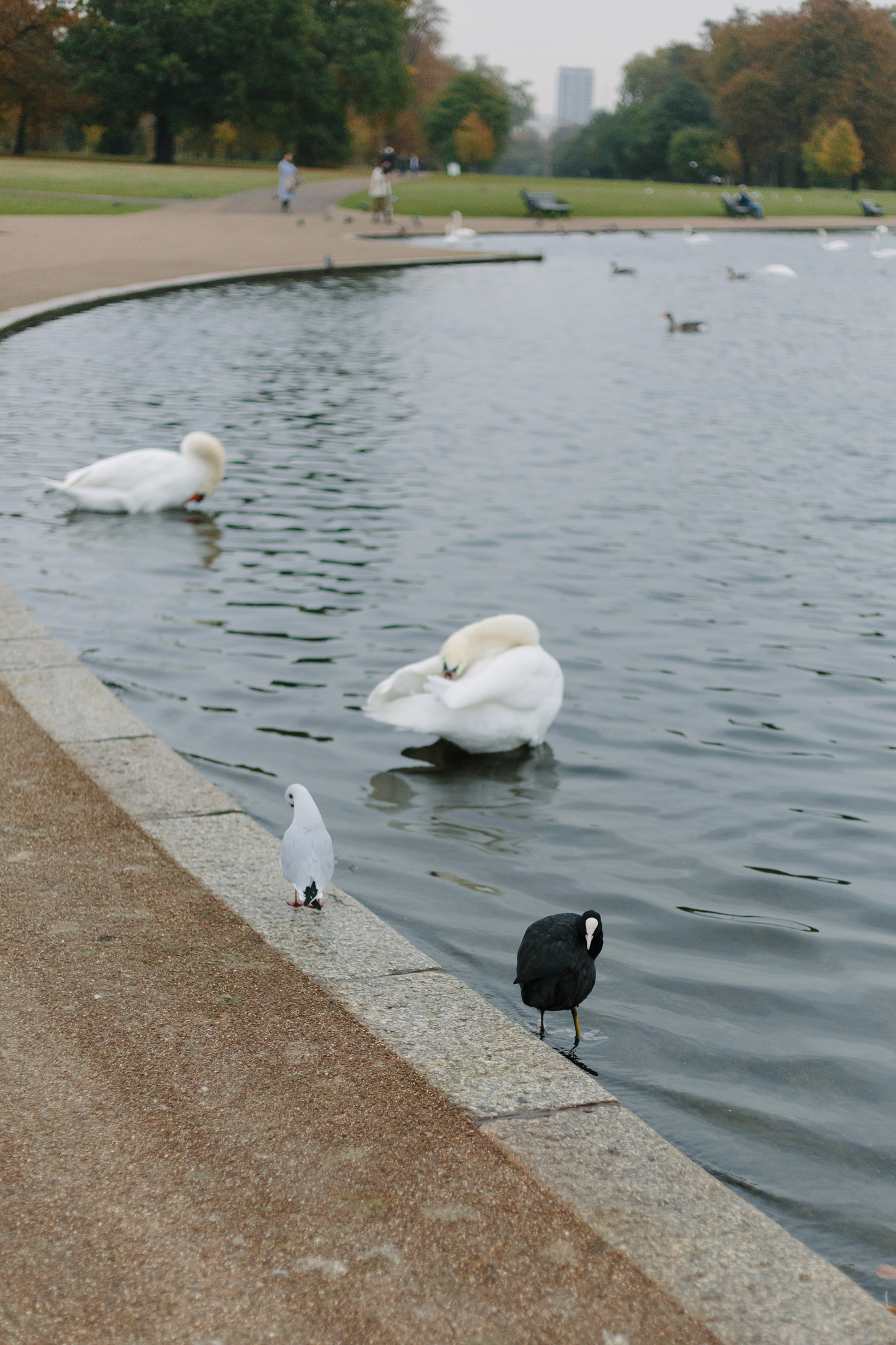 fall-in-hyde-park-london-4124