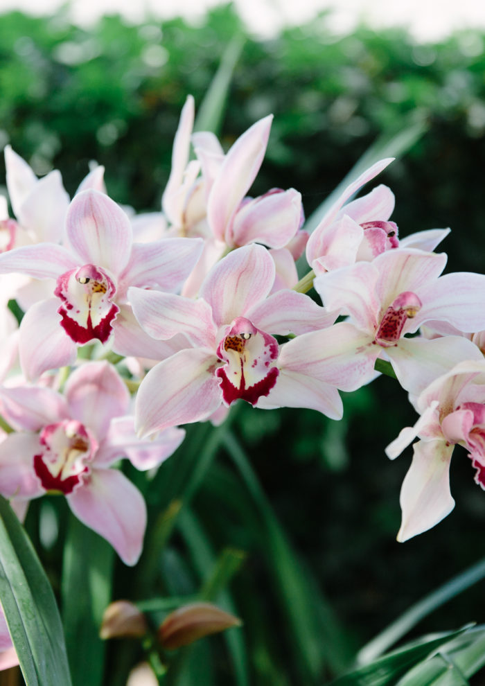 NYC Guide: The Orchid Show at the New York Botanical Garden