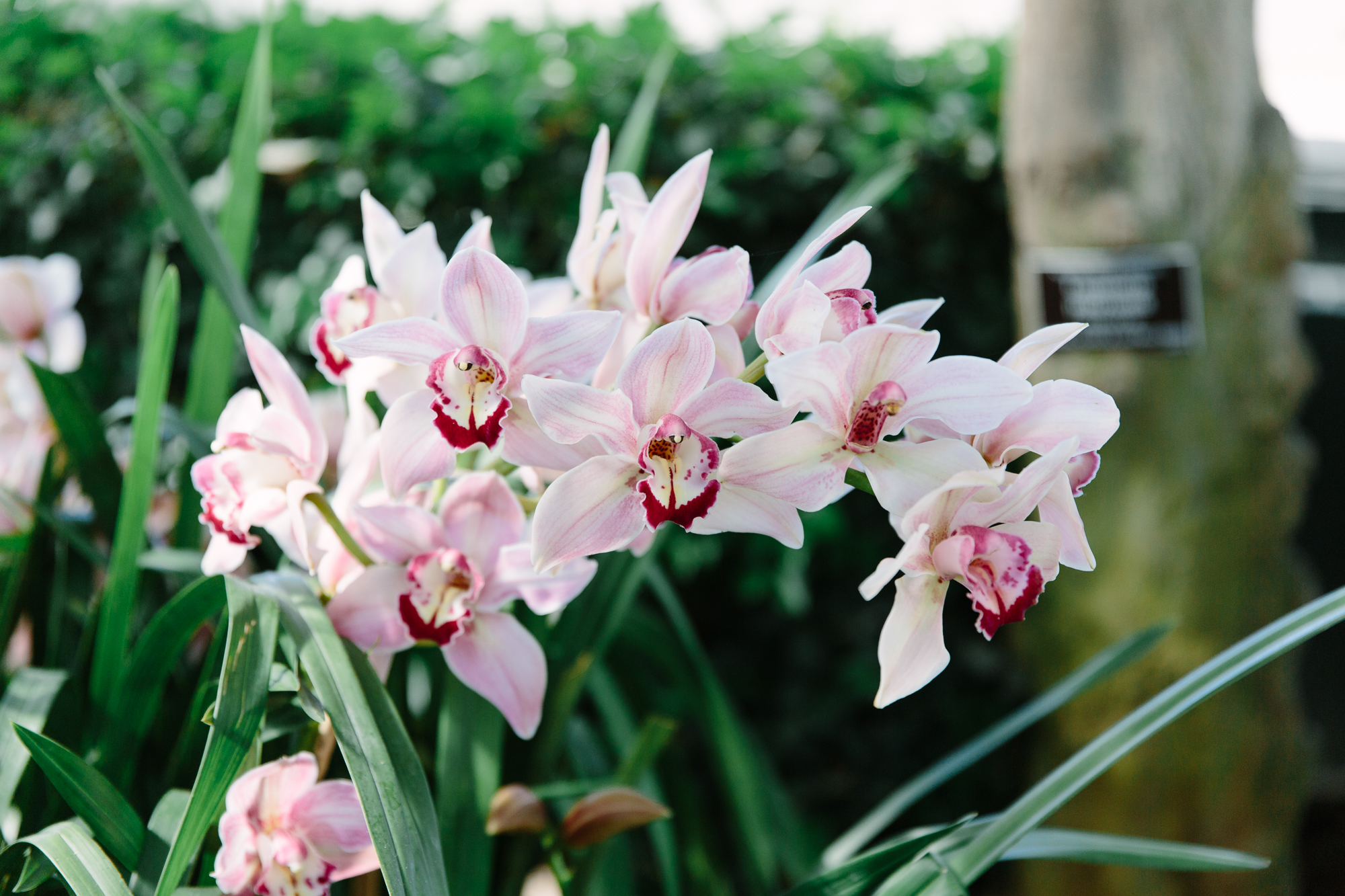 nyc guide: the orchid show at the new york botanical garden | york