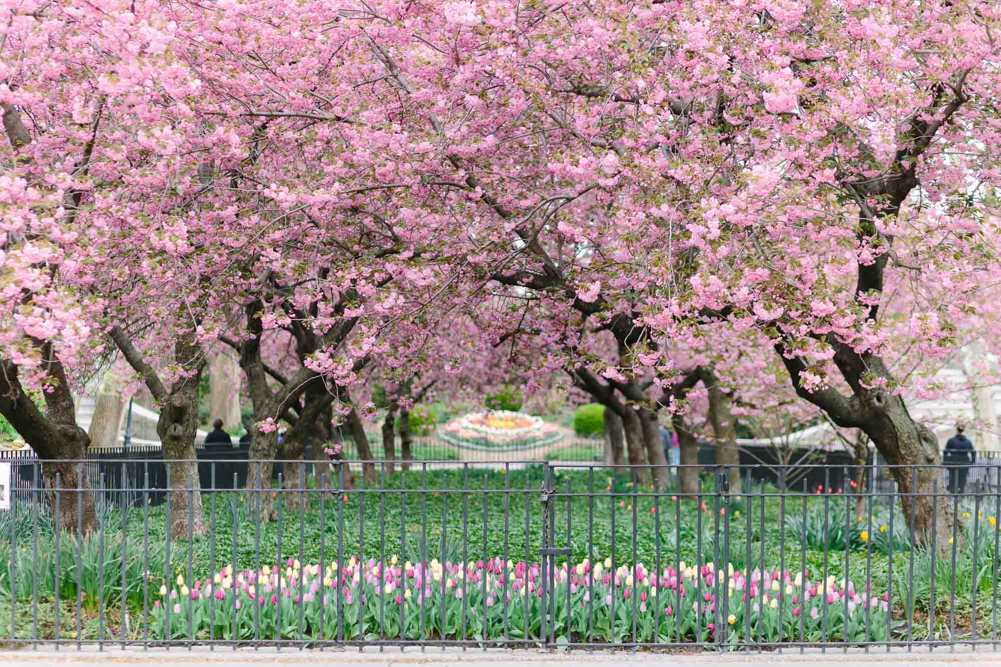 Cherry Blossoms featured by top New York City blog York Avenue