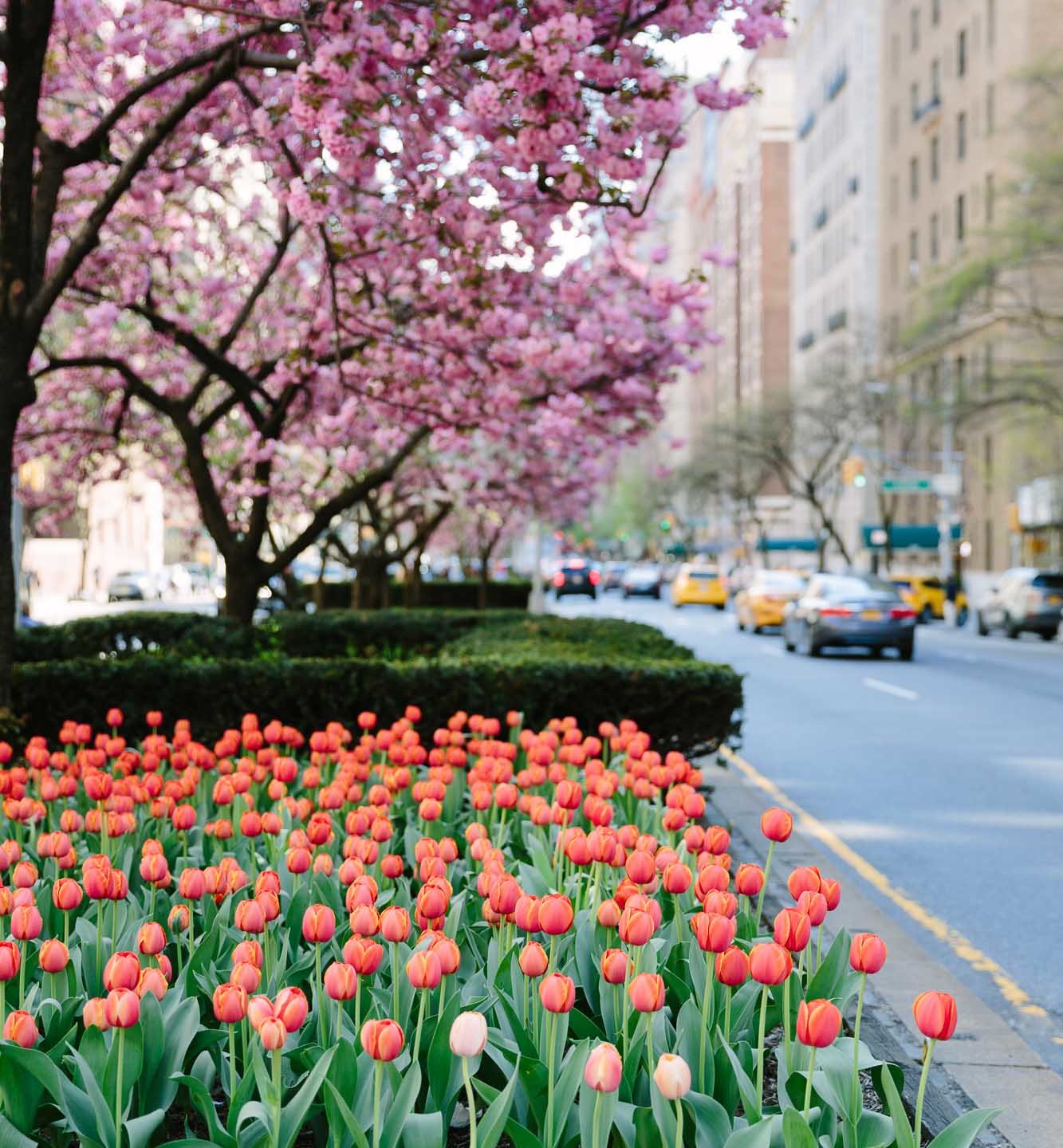 Park Avenue tulips