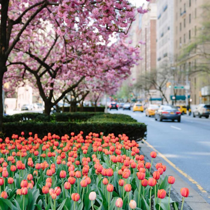 Park Avenue tulips
