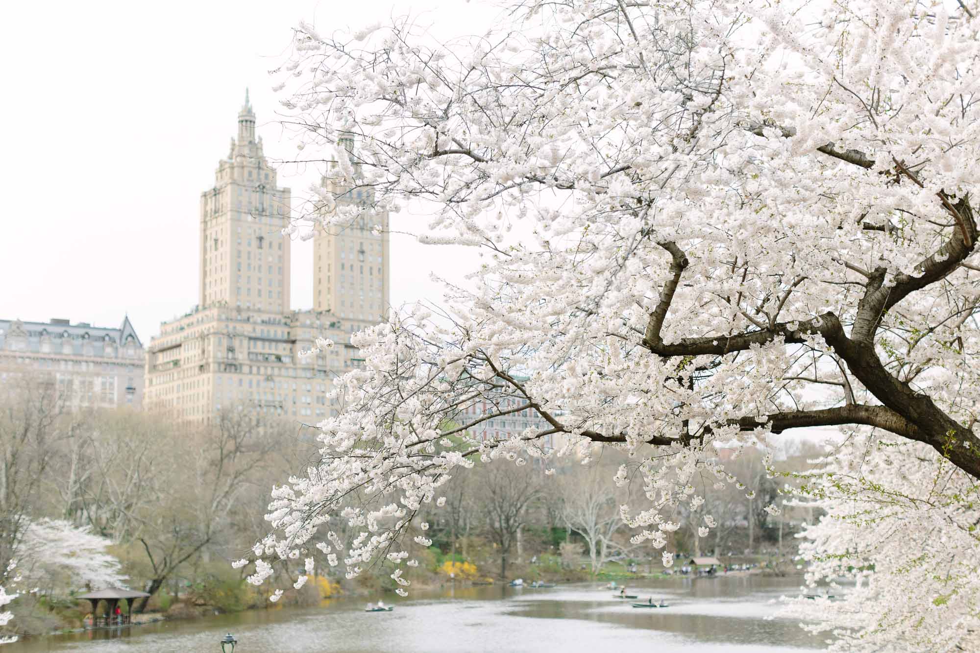 Cherry Blossoms featured by top New York City blog York Avenue